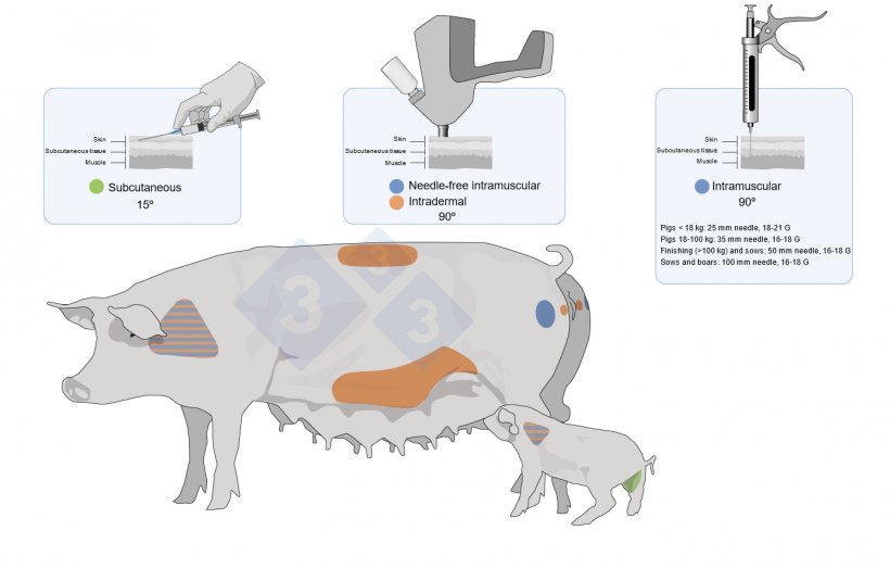 Figure 3. Vaccine&nbsp;application sites&nbsp;and types in pigs and piglets.
